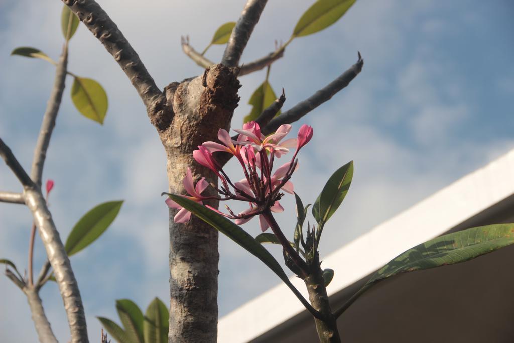 Kubu Manik Homestay Homestay Seminyak (Bali)